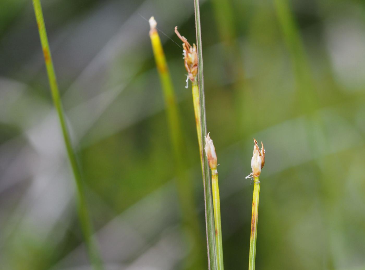 Deer Grass leaf